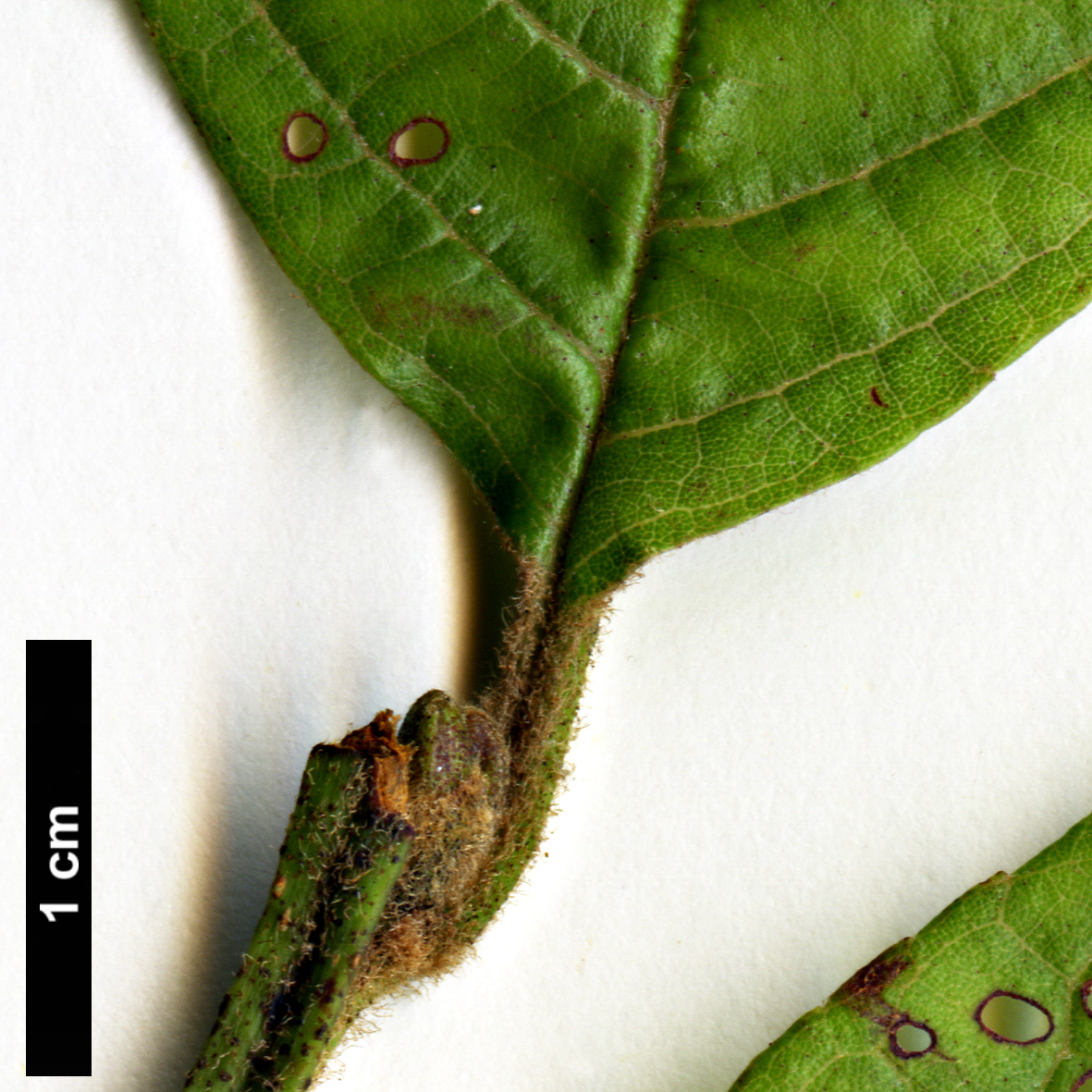 High resolution image: Family: Betulaceae - Genus: Alnus - Taxon: ferdinandi-coburgii 